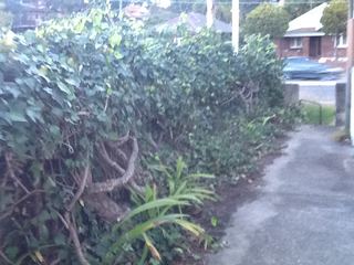 Overgrown hedge hiding the old fence line beside a concrete path