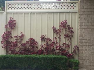 300 mm lattice Colorbond fence extension, Merrylands