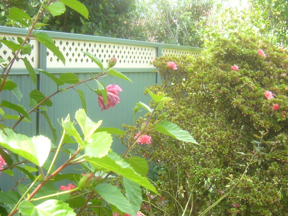 Colorbond fencing with lattice inserts