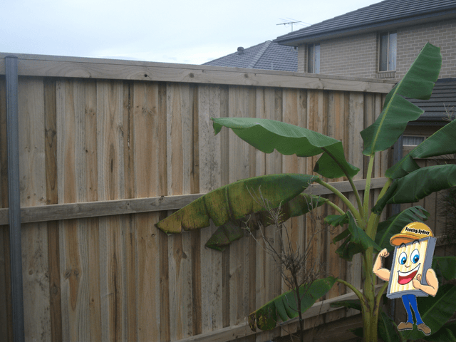 Rail side of a lap and cap timber fence with steel posts
