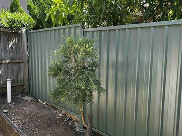 Green-grey Colorbond privacy fence beside a newly planted tree