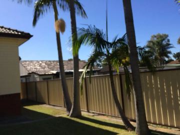 Cream Colorbond privacy fence running beside tall palm trees