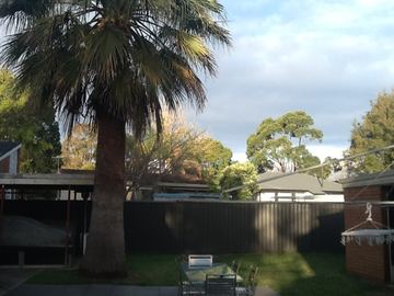 Charcoal Colorbond privacy fence standing behind a palm tree in a backyard