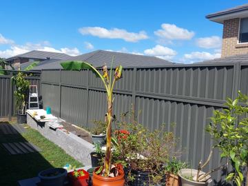 Charcoal fencing above grey block retaining supports potted bananas and citrus on a paved patio with tools nearby.
