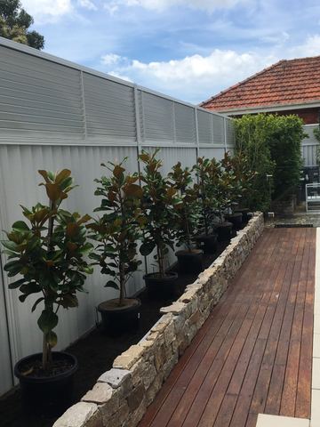 Cream Colorbond privacy fence along a pool deck with young trees in a garden bed