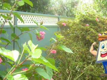 Green panels with cream diamond lattice rise behind pink hibiscus flowers and dense garden shrubs.