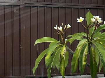 Brown Colorbond privacy fence behind a flowering frangipani