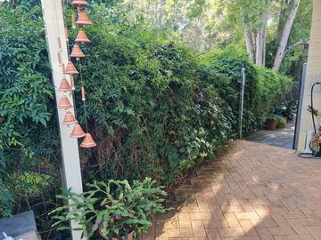 Tall green hedge enclosing a paved side path beside a house