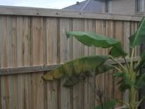Timber paling fence with a black metal gate