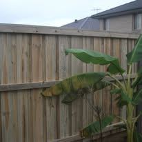 Timber paling fence with a black metal gate