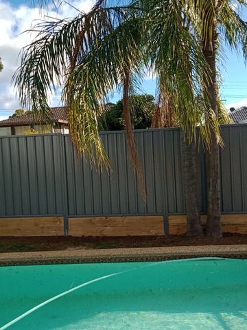 Mid grey Colorbond privacy fence beside a swimming pool and a palm tree