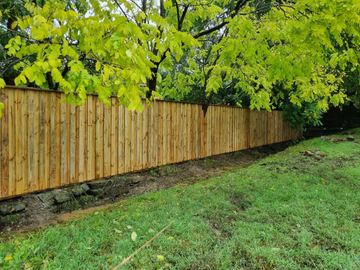 New treated pine palings along a garden boundary.