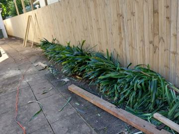 New treated pine palings beside paved areas.