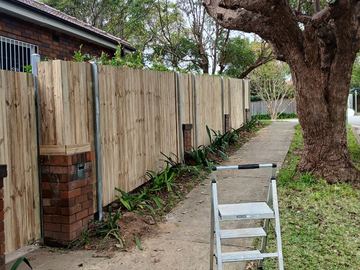 New treated pine palings along a garden boundary.