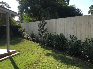 New treated pine paling fence behind a camellia hedge and lawn beside a pergola