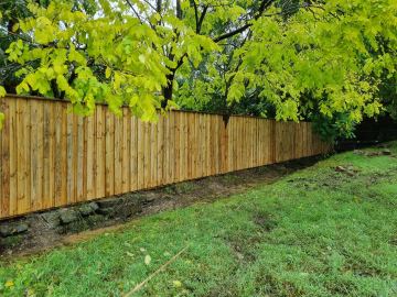 New treated pine palings along a garden boundary.