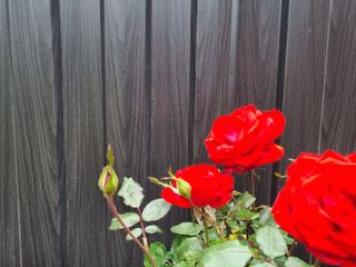 Black Ash woodgrain steel fence with red roses in front