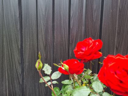 Black Ash woodgrain steel fence behind red roses